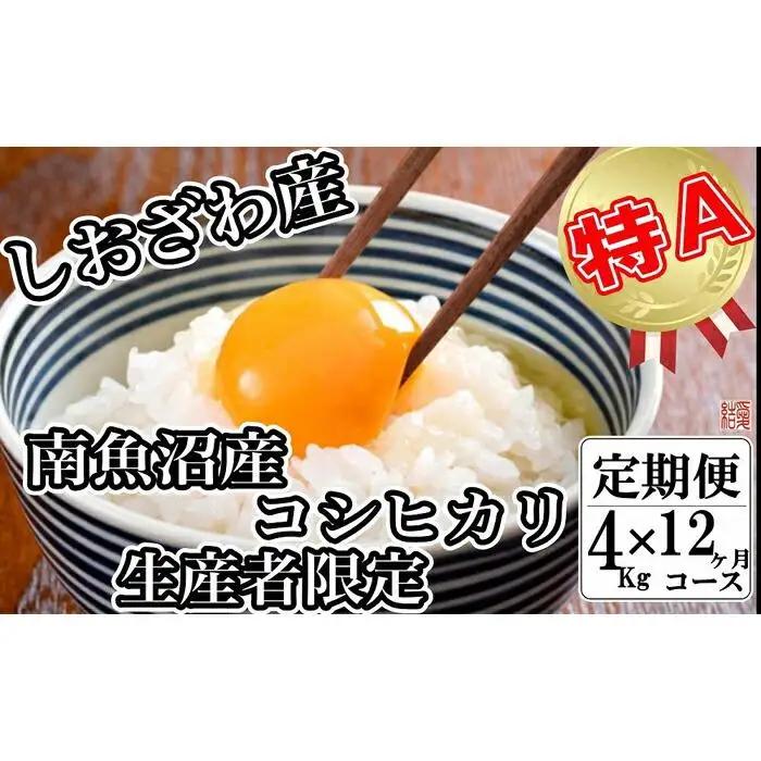 【令和7年産】【定期便／４kg×12ヶ月】生産者限定 契約栽培 南魚沼しおざわ産コシヒカリ【定期便 銘柄米 ブランド米 精米 こしひかり コシヒカリ 魚沼産 新潟米 産地直送 お米 米 こめ コメ ご飯 御飯 ごはん】