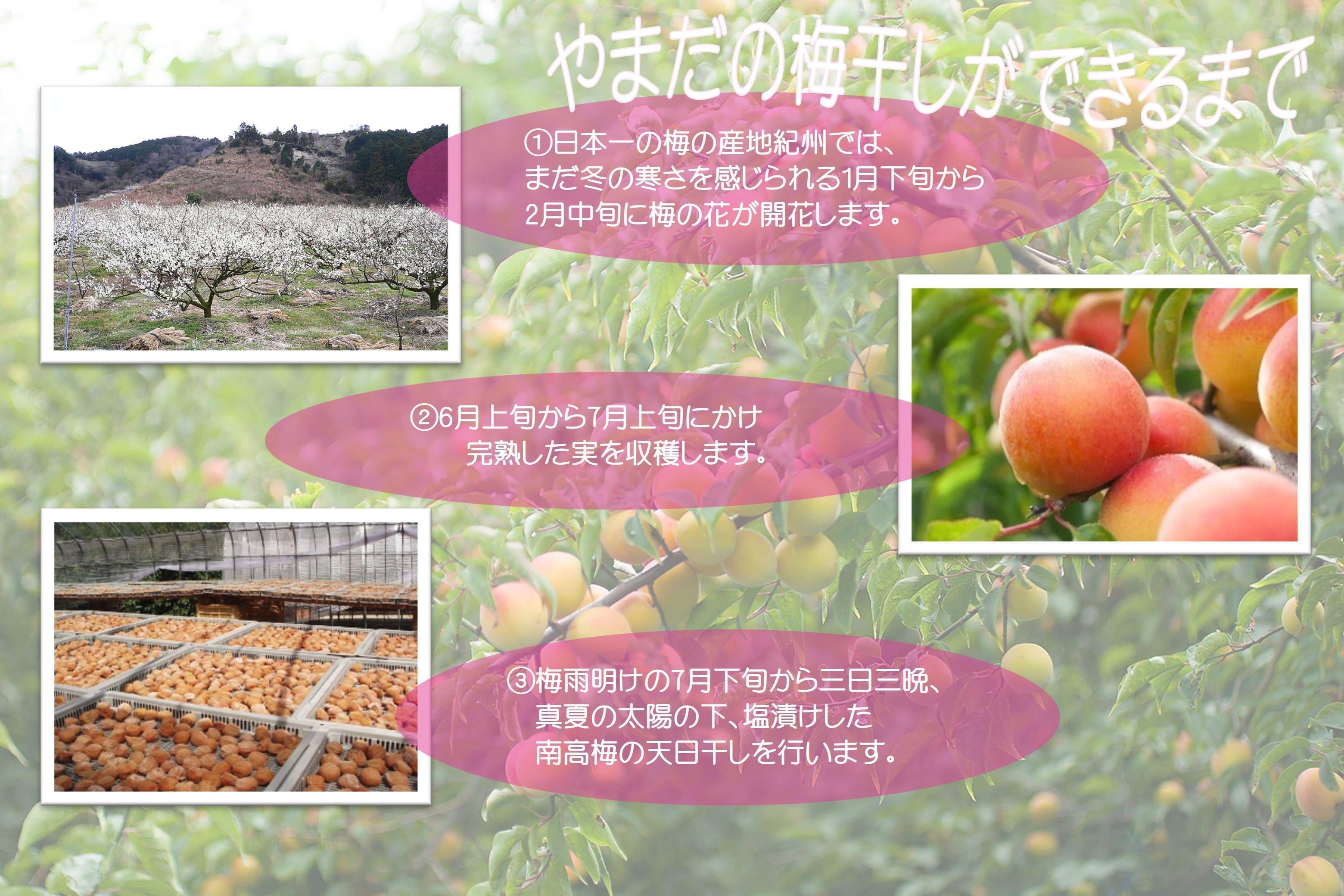 ご家庭用 大容量 紀州南高梅 つぶれ梅 うす塩としそ漬の詰合せ ［YM17］