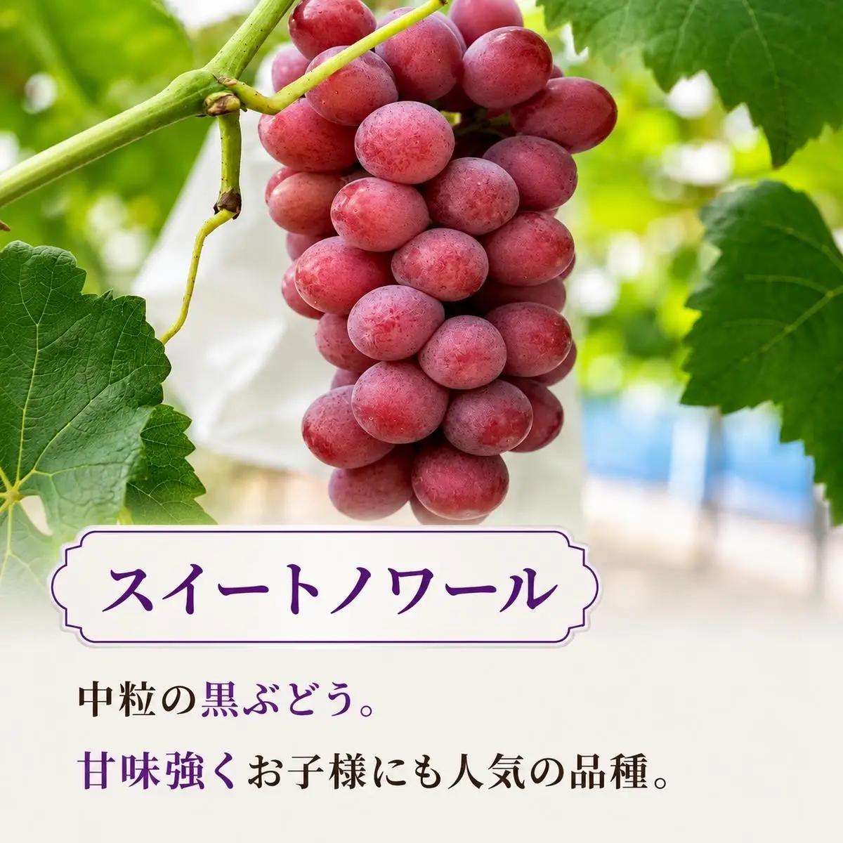 シャインマスカット 食べ比べ 7房 3kg ぶどうセット 詰め合わせ 先行予約 数量限定 令和8年産 葡萄 ぶどう 4品種 フルーツ 果物 マスカット 高糖度 大阪府 岸和田市 あさつゆ愛のぶどう園