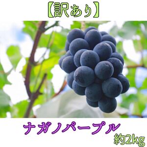 2026年発送【訳あり】ナガノパープル2kg＜2026年8月下旬発送＞
