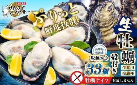 坂越かき 殻付き 33個 【ナイフなし】【2027年1月以降発送予定】／ 牡蠣 かき カキ オイスター サムライオイスター 生牡蠣 魚介 貝 海産物 生食 ギフト 兵庫県 赤穂市