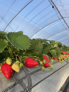 完熟うまいちごデラックス 9粒入｜いちご イチゴ 苺 フルーツ 果物 国産 茨城県産 完熟 甘い おいしい ギフト 贈答 贈り物 プレゼント お祝い ご褒美 家庭用 記念日 景品  ※2026年1月中