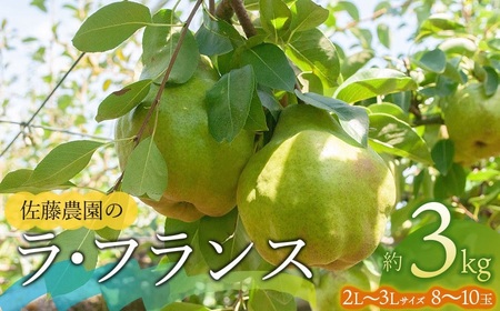 【令和7年産先行予約】 ラ・フランス 2L～3L 約3kg（8～10玉）山形県鶴岡市産　佐藤農園