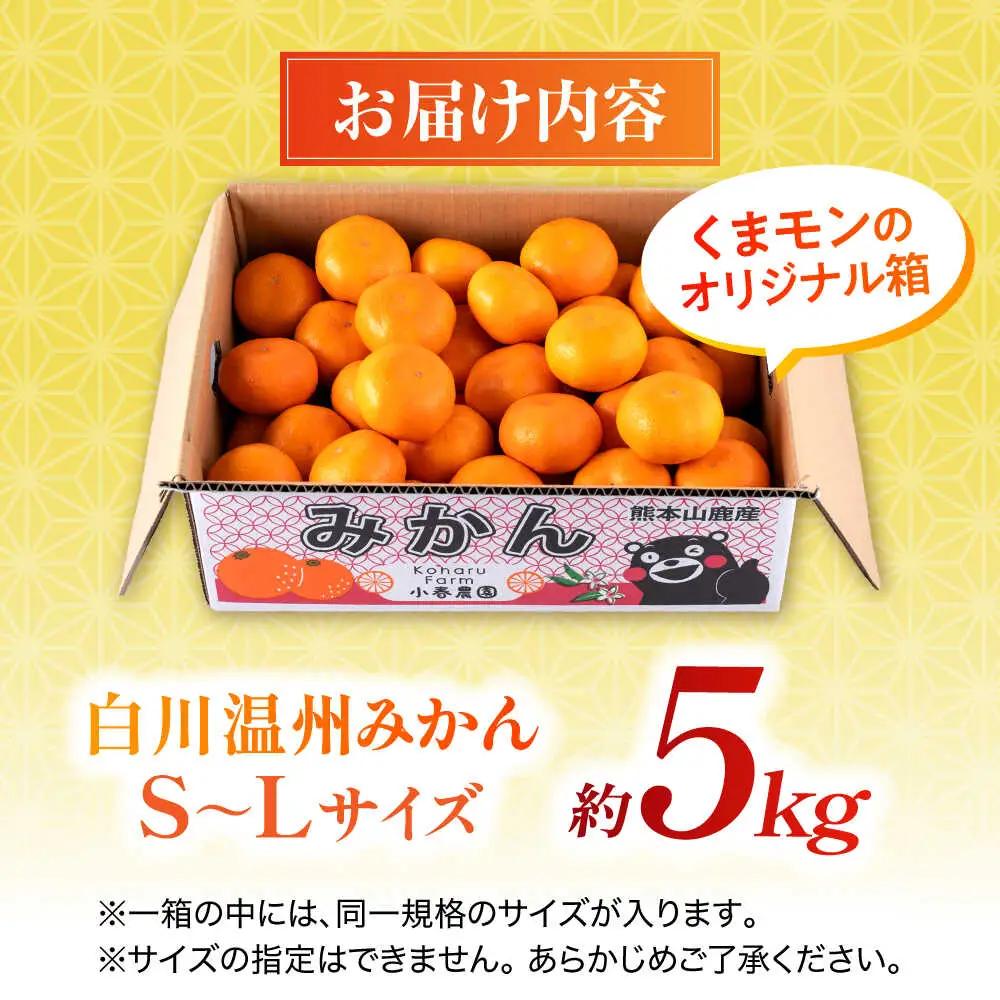 ＼生活応援よか値キャンペーン／【先行予約】 旨み凝縮！ 飛龍台木 白川 温州 みかん S〜Lサイズ 約5kg 山鹿市産　【小春農園】[ZBN009-CP]