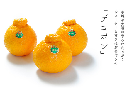 【先行予約】デコポン発祥の地 宇城産 露地物デコポン 約5kg（18～20玉）【2026年3月上旬〜3月下旬頃発送予定】