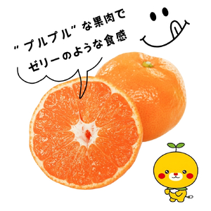 【先行予約】 愛果28号 お試し3個入りセット 【DCR016】