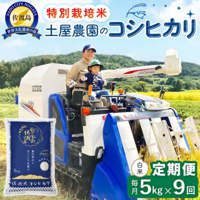 ふるさと納税 佐渡市 【毎月定期便】佐渡島産コシヒカリ 白米5kg 土屋農園 農家直送 特別栽培米 　全9回