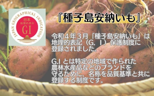 中園ファーム の 種子島 安納 いも （生芋）２Lサイズ　10ｋｇ　NFN535 【450pt】 // 安納芋 安納いも発祥の地 本場・安納地域産 糖度 熟成期間 G.I 保護制度 ブランド 金賞 生