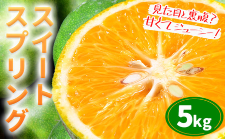 【先行予約】スイートスプリング5kg《2025年12月上旬-2026年1月下旬頃出荷予定》都呂々みかん