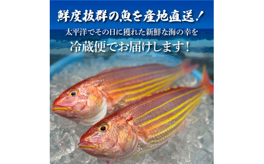 〜四国一小さなまち〜 土佐の朝どれ「旬」地魚詰め合わせ（2〜3人前）朝獲れ 旬 鮮魚 魚 魚介 海鮮 海の幸 さかな 鮮度 セット おまかせ お任せ ウロコ・内臓・エラ処理済み