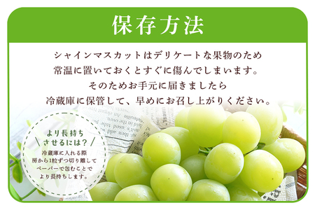 【2026年先行予約】石岡市産 シャインマスカット 500～550g 2房 果物 フルーツ くだもの 茨城県 石岡市【FN-Limited-SP】A38-004
