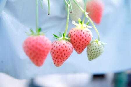 コットンベリー ゆりかーご 約500g(250g×2pc)　15-086