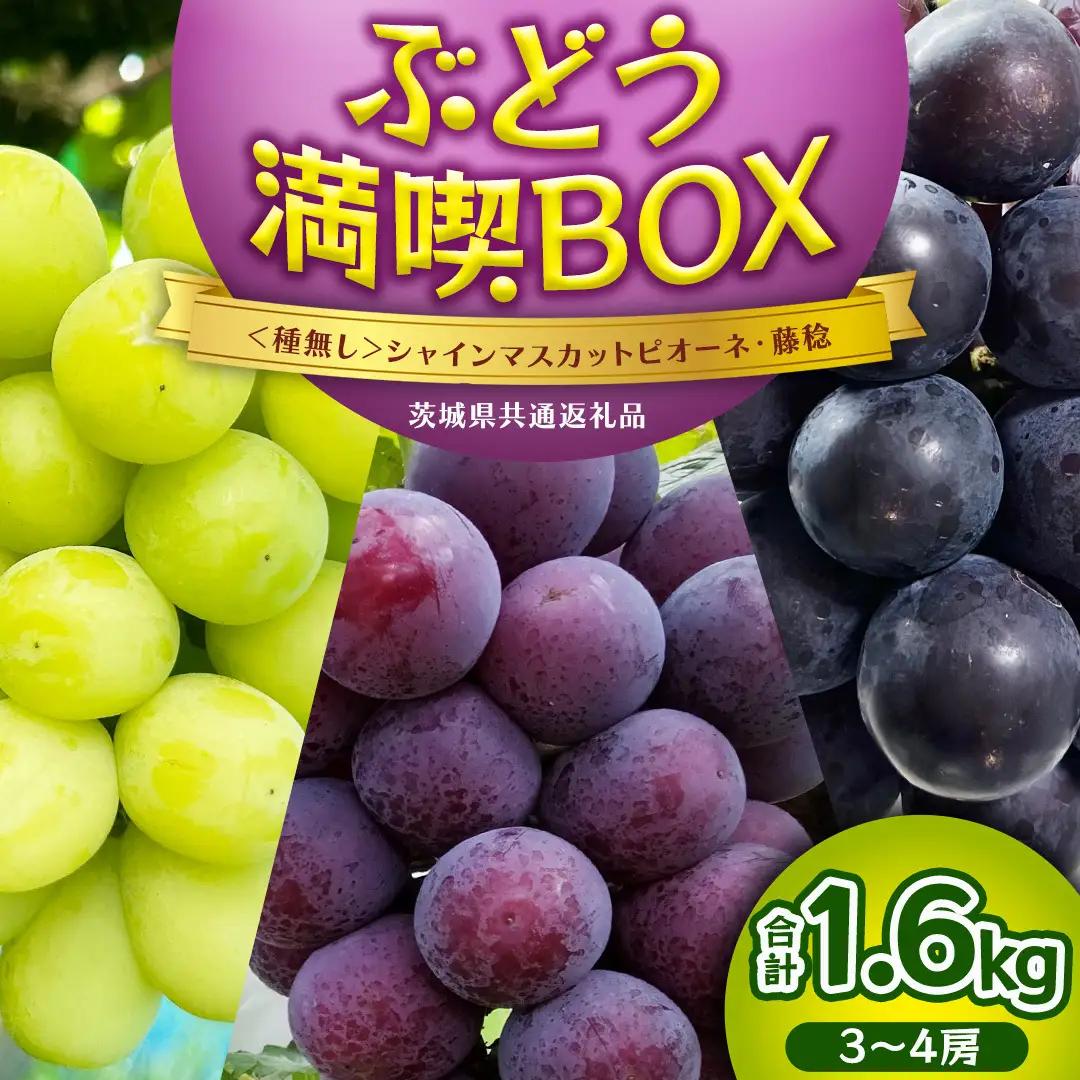 ≪ 種なし ≫ シャインマスカット ・ ピオーネ ・ 藤稔 約 1.6kg 計 3～4房 [ぶどう満喫BOX] (茨城県共通返礼品:かすみがうら市) [DH022sa]