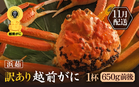 訳あり【11月発送】越前がに本場の越前町からお届け！浜ゆで越前かに  × 1杯 (生で1杯650g前後)  [e65-x001_11] カニ かに 越前がに 越前ズワイガニ 越前かに 越前カニ 姿 