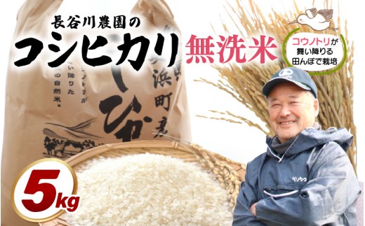 【令和8年産】長谷川農園の コシヒカリ 無洗米 5kg【お米 こしひかり 5キロ 精米 ブランド米 ふるさと納税米 産地直送】 [m22-a011]