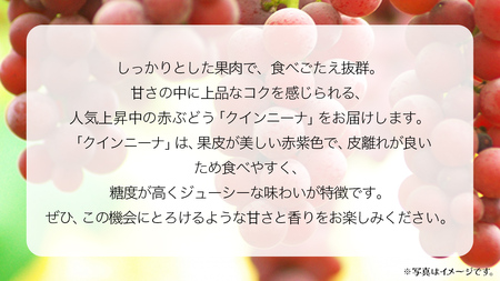 クインニーナ２房 【2025年9月上旬発送開始】(茨城県共通返礼品：大子町) ぶどう 葡萄 ブドウ 果物 フルーツ 果実