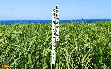 ～きゅらしま（美しい島）からお届け～きゅらしま黒砂糖粉（10袋） ( 砂糖 調味料 お料理 お菓子づくり さとうきび 世界自然遺産 徳之島 奄美 鹿児島 のんちゃんChi )