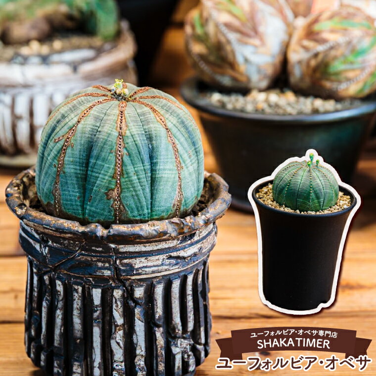 【ふるさと納税】鹿嶋市産　実生ユーフォルビアオベサ（KDR-001）