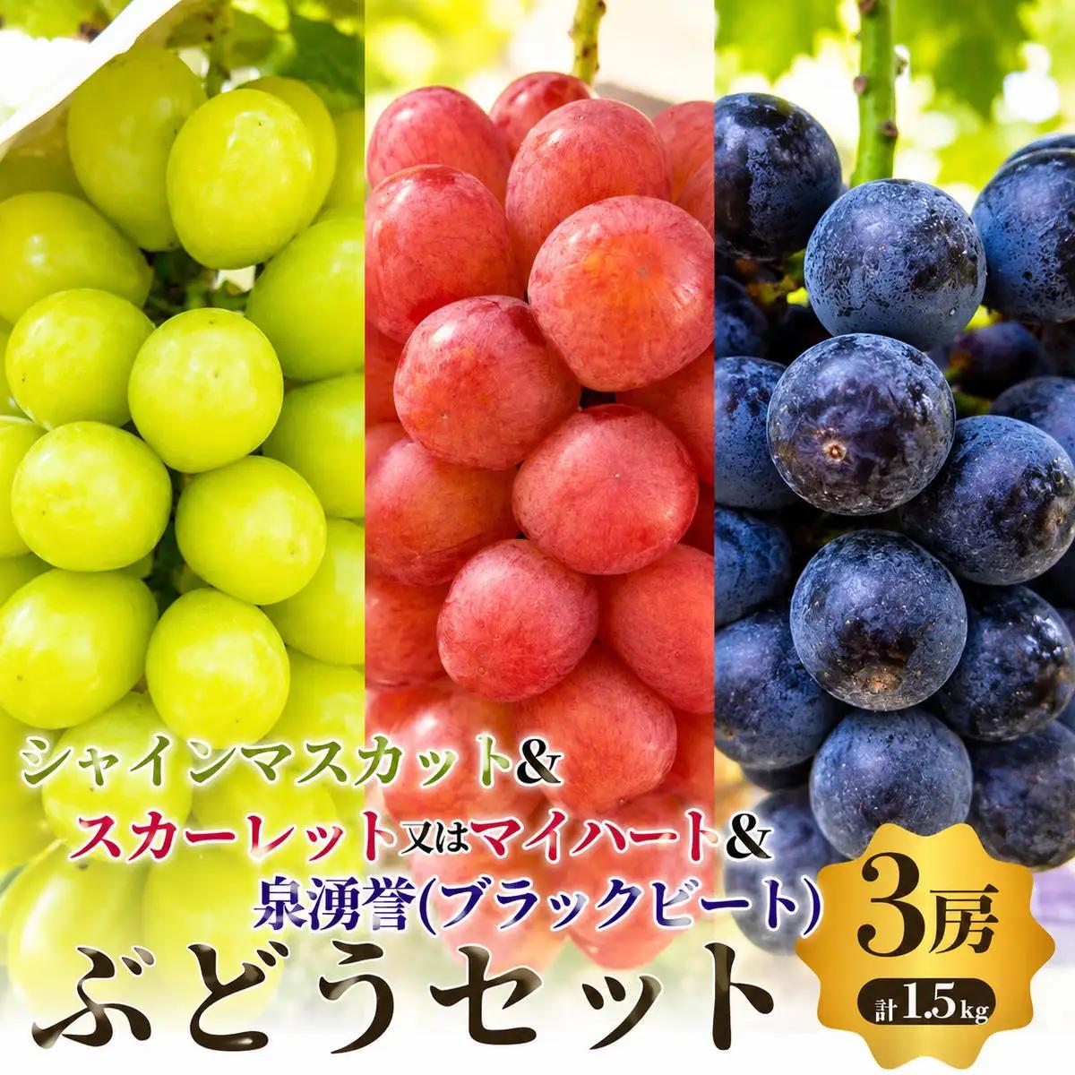 ぶどうセットシャインマスカットスカーレット泉湧誉3品種ぶどうセット【3房計1.5kg】【先行予約】