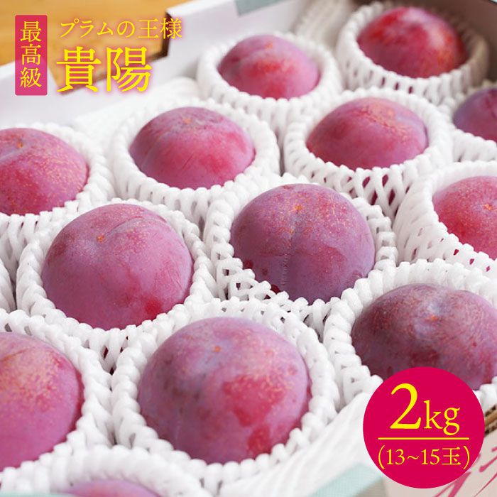 【ふるさと納税】【6月下旬より発送開始】【プラムの王様】 貴陽 (きよう)約2kg(13~15玉)＜竹嶋農園＞ [CEB002] プラム すもも 果物 フルーツ 桃 贈答 ギフト プレゼント