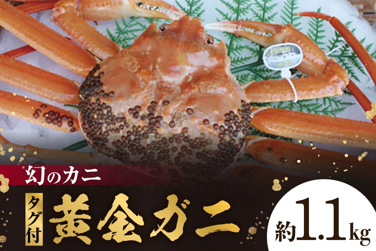 
            【幻のカニ 兵庫県香住産 タグ付き活黄金ガニ 約1.1kg】ご入金確認後、順次発送 松葉がにの旨味と香住ガニの甘みをあわせもつ黄金ガニ 水揚げ量が少なく大変貴重 特大サイズ かにすき お鍋 焼きガニ 香住港 柴山港 香美町 日本海フーズ にしとも かに市場 130000円 07-39 
          