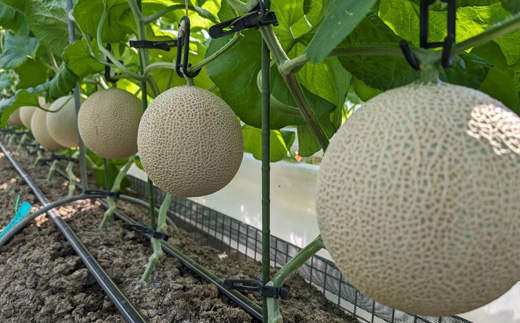 静岡暗室マスクメロン アローマ印　　　　　白級約1.45kg以上　1玉【配送不可地域：離島・北海道・沖縄県】