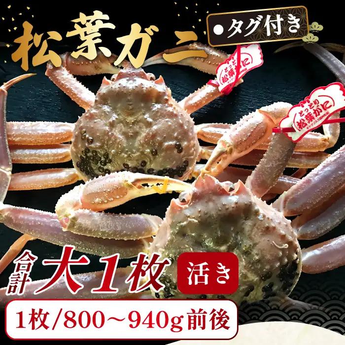 【活き】タグ付き松葉ガニ　大　１枚