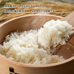 【令和７年産】 新米 豊こしひかり 無洗米 5kg