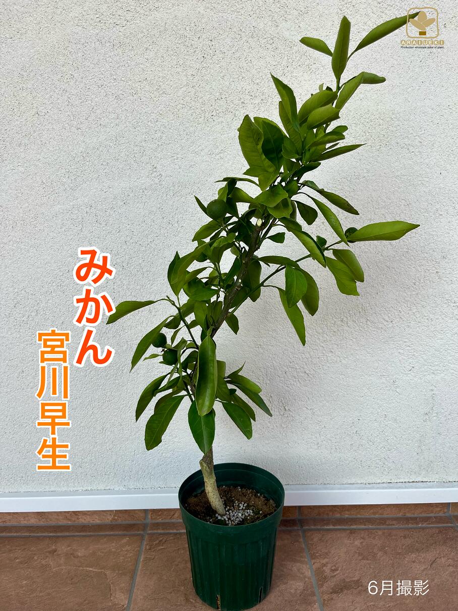 【ふるさと納税】A-057 みかん・宮川早生（6号鉢植）　※沖縄・離島への配送不可