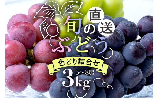 【 2025年 先行予約 】 旬のぶどう 色とりどり 詰合せ 3kg 太郎兵衛果樹園 5房 ～ 8房 詰め合わせ 品種 お任せ 食べ比べ セット 果物 くだもの ぶどう ブドウ フルーツ 3キロ 9月 10月 発送 秋 旬 茨城県産 産地直送 産直 農家直送 冷蔵 茨城県 石岡市 (A03-004)