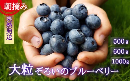 
【期間限定】大粒ぞろいのブルーベリー　500g～1000g
