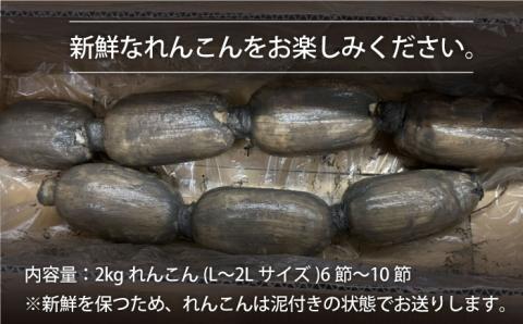 【年末発送】【先行予約】こだわり白石れんこん 2kg【れんこんの家やました】 [IAW004]