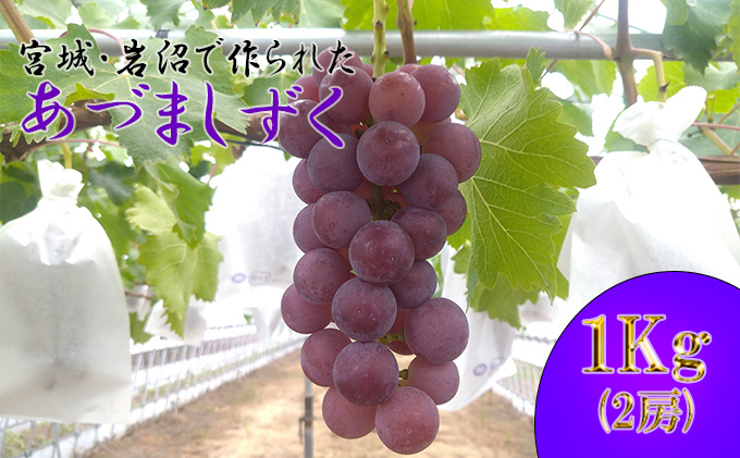 【8月中旬発送】あづましずく（ぶどう） 果物 フルーツ 