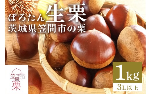 【2026年 秋 先行予約】 笠間の栗・箱田農園の生栗「ぽろたん」1kg（3L以上） 栗 クリ くり 生栗 期間限定 数量限定 茨城県 笠間市