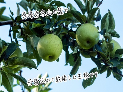 りんご 王林 西樹園 青森県産 りんご【約5kg 12〜18玉】