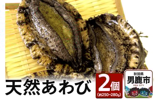 《7月下旬より出荷》男鹿産天然鮑 2個 (約250～280g) あわび アワビ 秋田 男鹿産