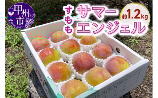 甲州市産すもも サマーエンジェル 約1.2kg【2025年発送】（KSB）B11-131 【サマーエンジェル すもも 桃 もも モモ 令和7年発送 期間限定 山梨県産 甲州市 フルーツ 果物】
