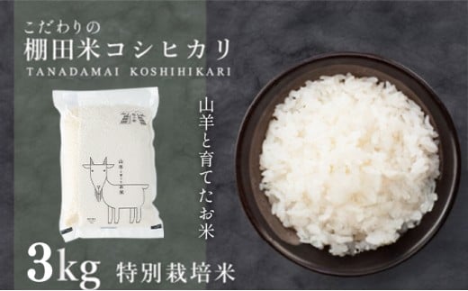 ＜数量限定＞ 令和7年産 新米  福井県産 特別栽培米 『コシヒカリ』3kg 真空パック (単一原料米)【山羊と育てた 福井のおいしいお米 お米 米 コメ 白米 精米 棚田米 ごはん ご飯 国産 北陸産 ブランド米 5kg 5キロ】[003-a005]