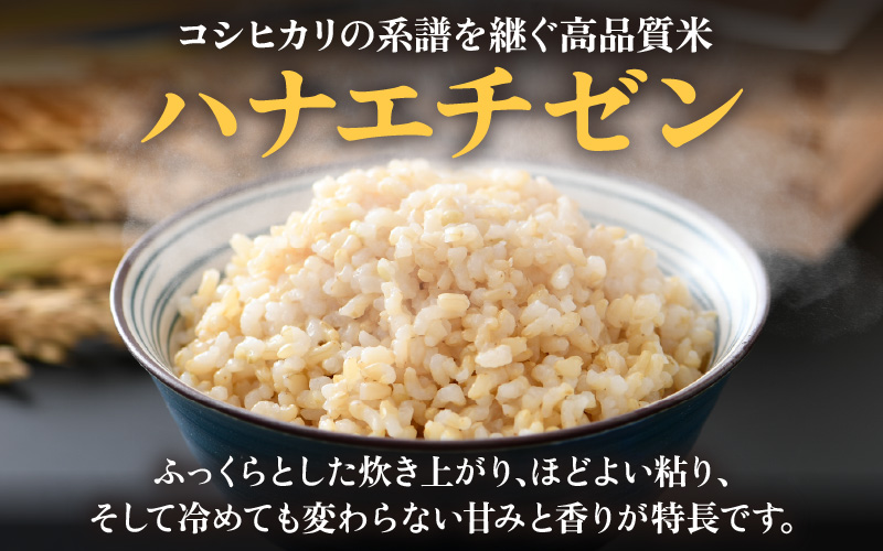 【先行予約】【令和8年産 新米】 エコ栽培ハナエチゼン 玄米10kg （5kg×2袋） ／ 鮮度抜群 福井県産 はなえちぜん ご飯 新鮮 玄米 ※2026年9月上旬以降順次発送予定 [aw063-b0