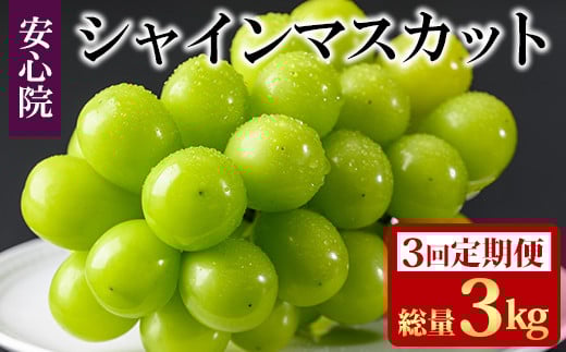 ＜定期便・全3回(連続)＞シャインマスカット(総量3kg・1kg×3回)フルーツ 果物 葡萄 ぶどう 安心院 人気 ランキング＜先行予約受付中！2025年8月下旬より順次発送予定＞＜北海道 沖縄 離島配送不可＞【206300100】【大分県農業協同組合 北部エリア】