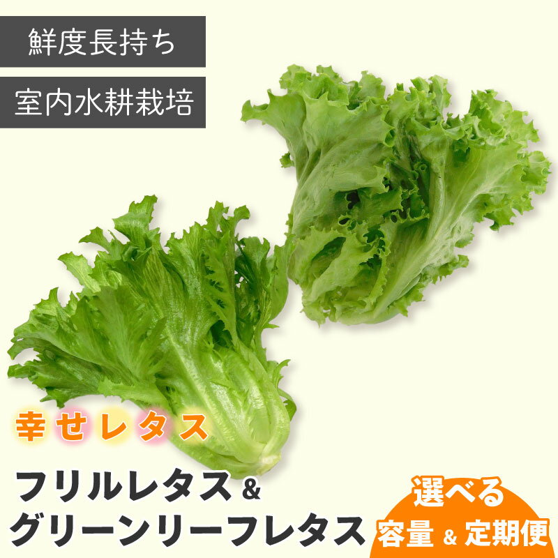 【ふるさと納税】 野菜 詰め合わせ セット レタス 選べる 容量 計 7個 14個 定期便 4回 6回 幸せレタス フリルレタス グリーンリーフ 水耕栽培 LED 栽培 低菌 野菜 丸ごと ベジタブル 副菜 常備菜 サラダ ヴィーガン ヘルシー 徳島県 阿波市