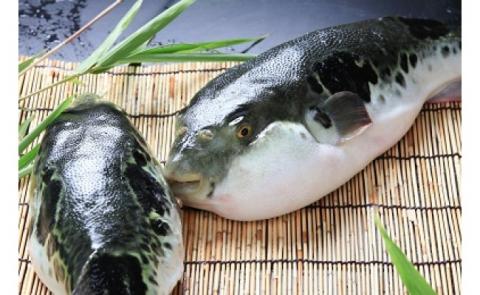 冷凍【淡路島3年とらふぐ】月 ふぐ鍋・刺身セット（5～6人前）