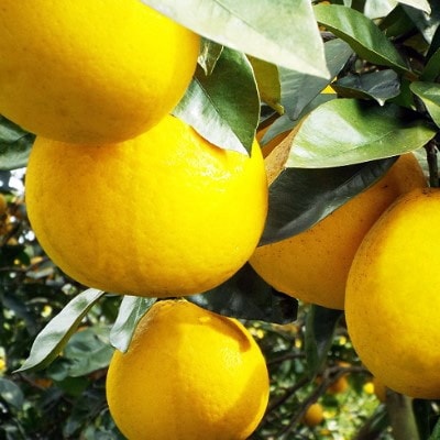 口いっぱいに広がる爽やかさ!「河内晩柑」約4kg(Mサイズ以上)【C28−11】【1076999】