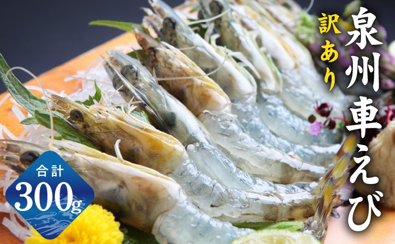 G2185 【生食可】泉州車えび 300g【訳あり サイズ不揃い 先行予約 エビ 海老 国産 魚介類 海鮮丼 冷凍】