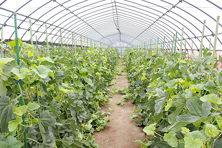 タカミメロン 3～6玉（4kg以上）【6月中旬～7月上旬頃に発送】　すなずか農園