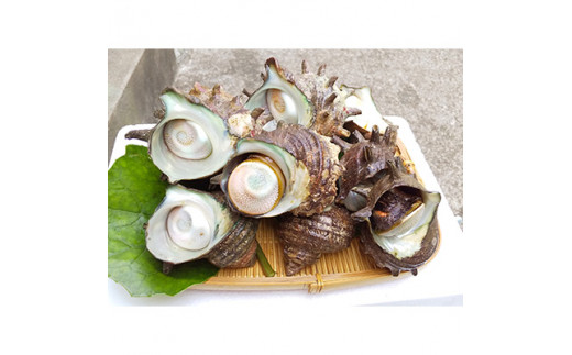 下田産 活きさざえ I セット 3.5kg サザエ 生でお届け 刺身 つぼ焼き お造り おつまみ バーベキュー BBQ 国産 海鮮 料理 伊豆 下田 静岡 辻水産