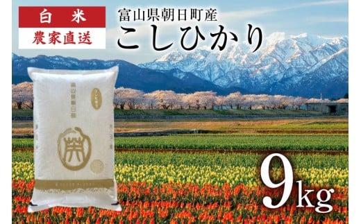 【期間限定発送】 米 令和7年産 こしひかり 精米 9kg [クリーンみず穂 富山県 朝日町 34310568] お米 コシヒカリ コメ 9キロ ご飯 ごはん 白米 産地直送 一等米 おこめ こめ