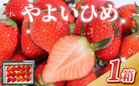 先行予約 いちご やよいひめ 400g 苺 贈答用 化粧箱