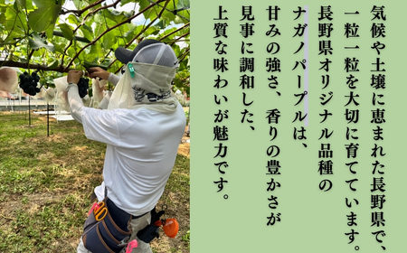 【2026年先行予約】ナガノパープル  氷温保存900g以上（2房）｜ナガノパープル