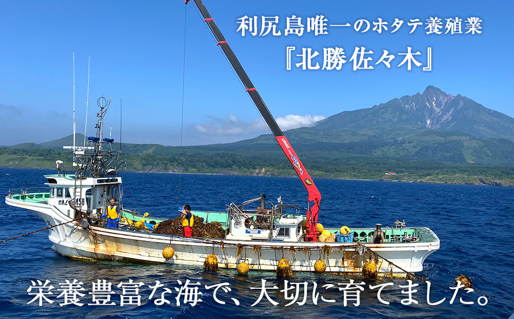 活ホタテ6kg！~2026年11月発送~北海道利尻島から直送！【北勝佐々木】
